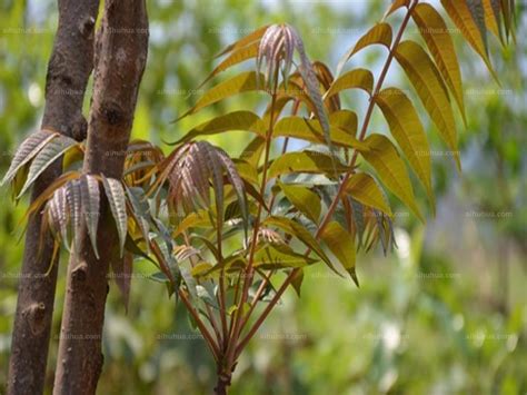 香椿树的种植|香椿树种植指南（掌握正确种植时间，让香椿树茁壮成。